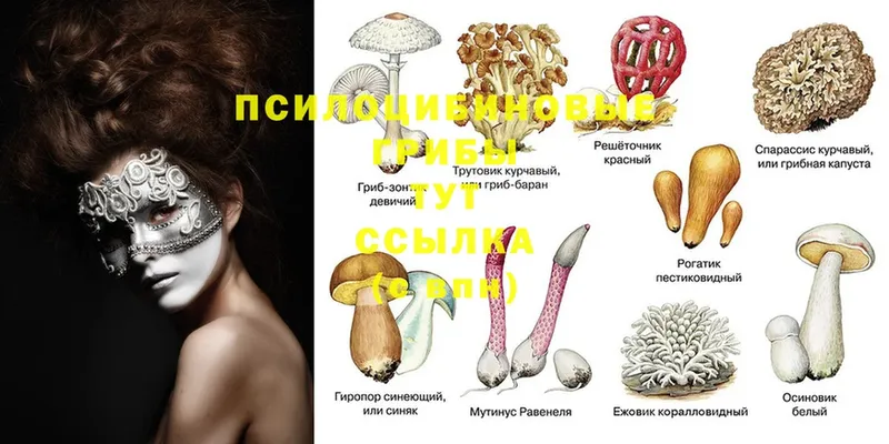 Псилоцибиновые грибы Psilocybe  Губаха 