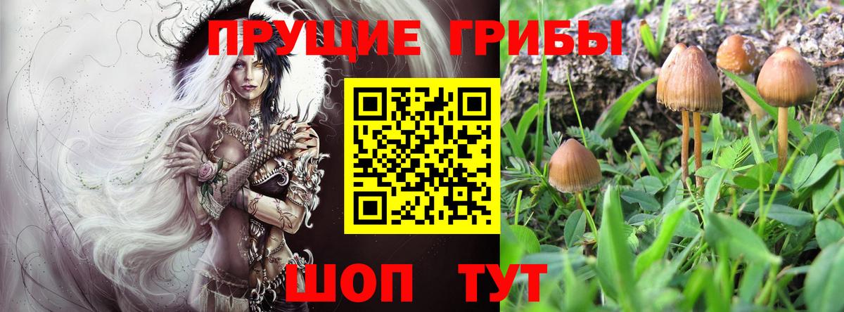 Псилоцибиновые грибы MAGIC MUSHROOMS  Псилоцибиновые грибы MAGIC MUSHROOMS  Губаха 